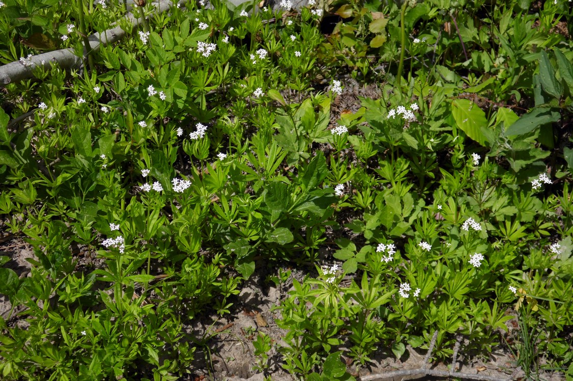 Изображение особи Galium odoratum.