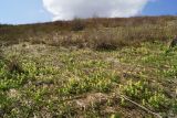 Corydalis bracteata. Цветущие растения у вершины сопки. Восточный Казахстан, Глубоковский р-н, окр. с. Тарханка, восточный склон сопки. 25.04.2017.