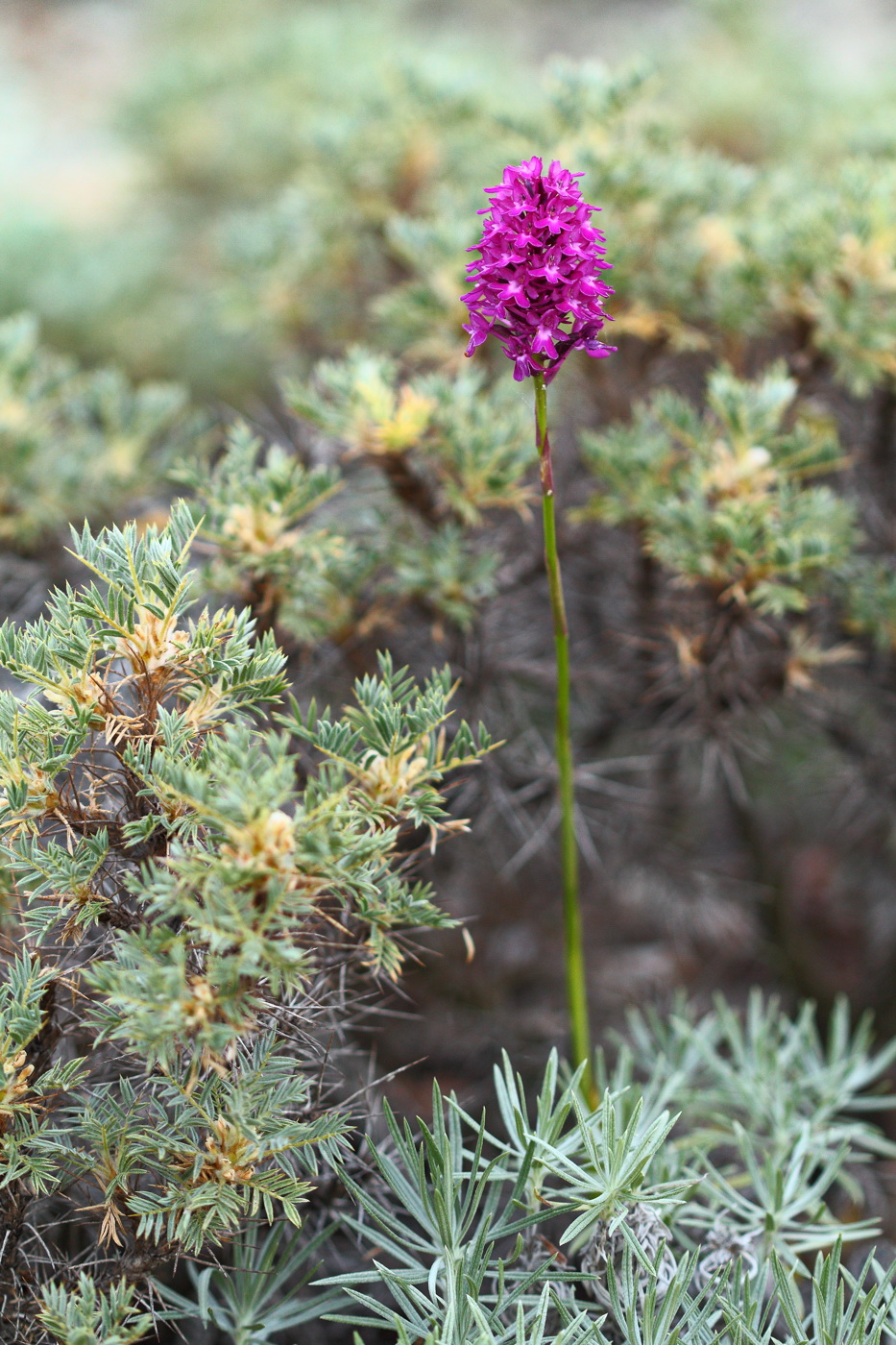 Image of Anacamptis pyramidalis specimen.