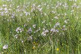 Cardamine pratensis