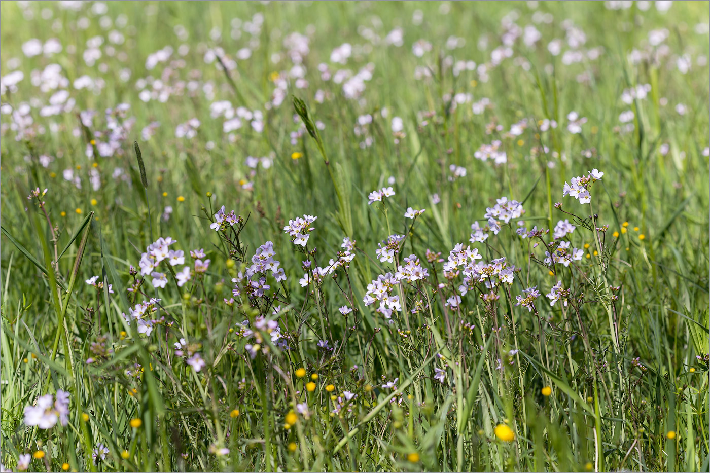 Изображение особи Cardamine pratensis.