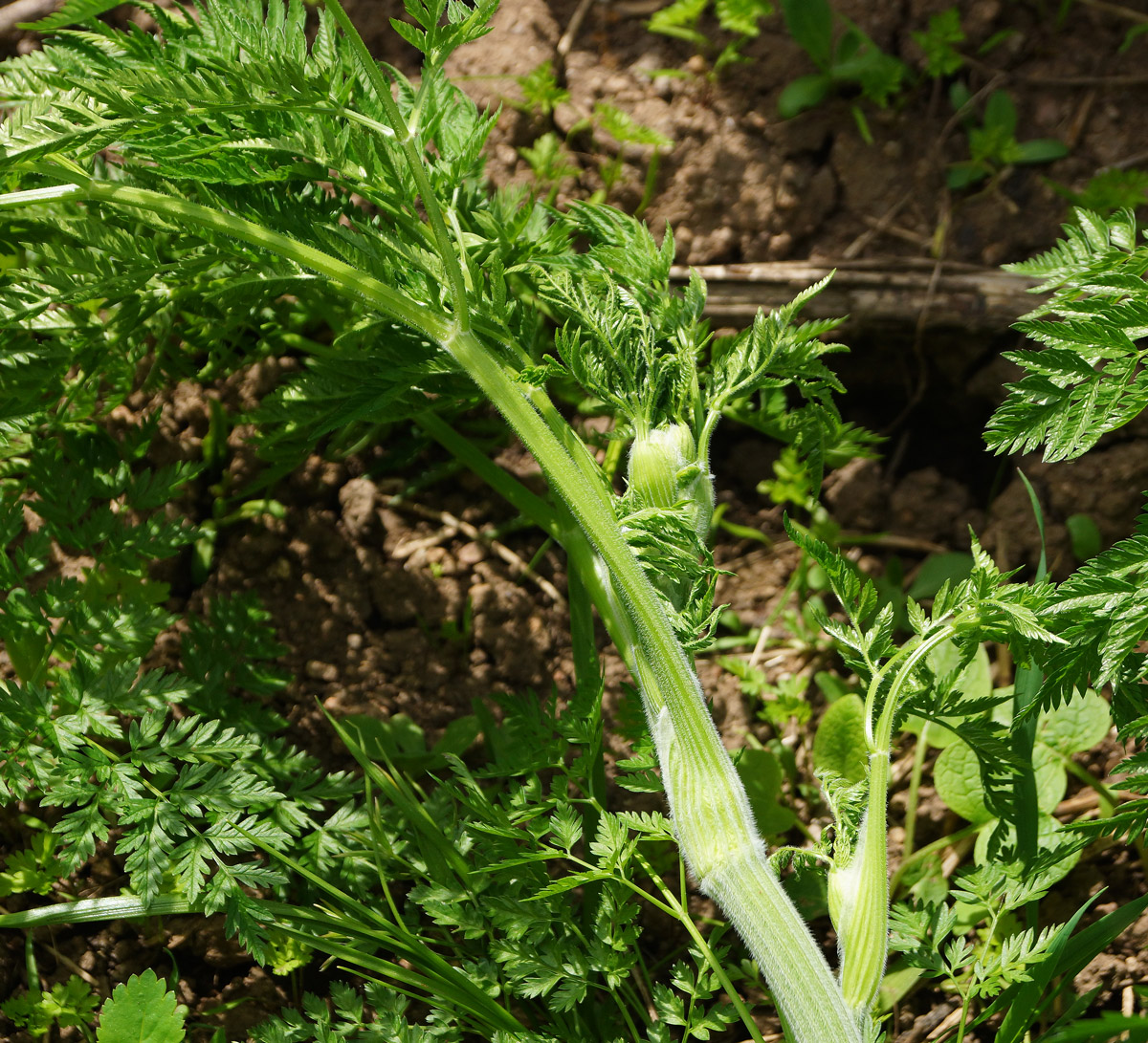 Изображение особи Anthriscus sylvestris var. nemorosa.