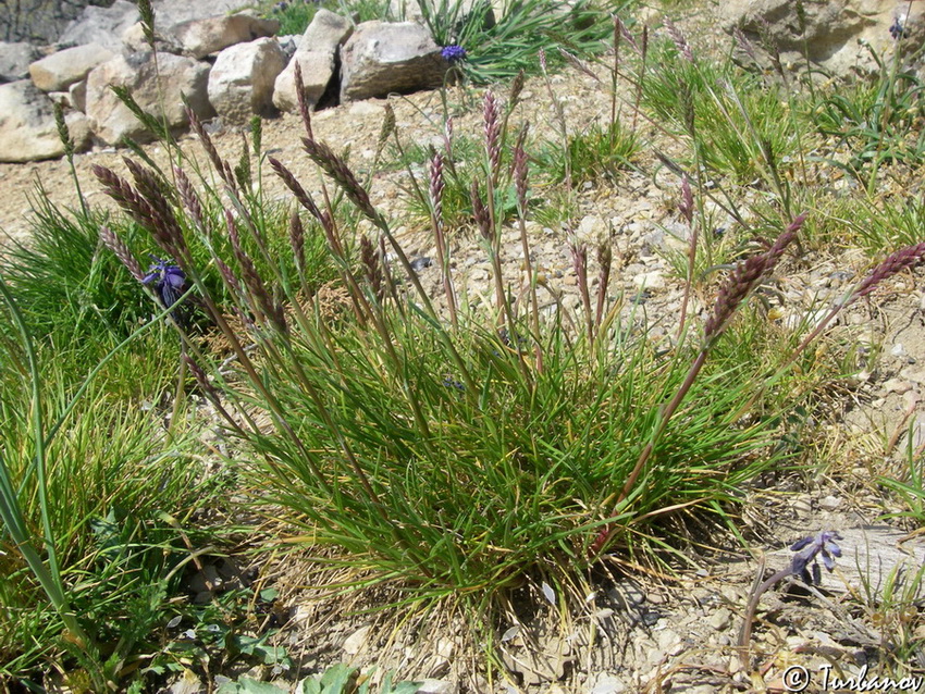 Image of Poa bulbosa specimen.