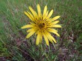 Tragopogon подвид major