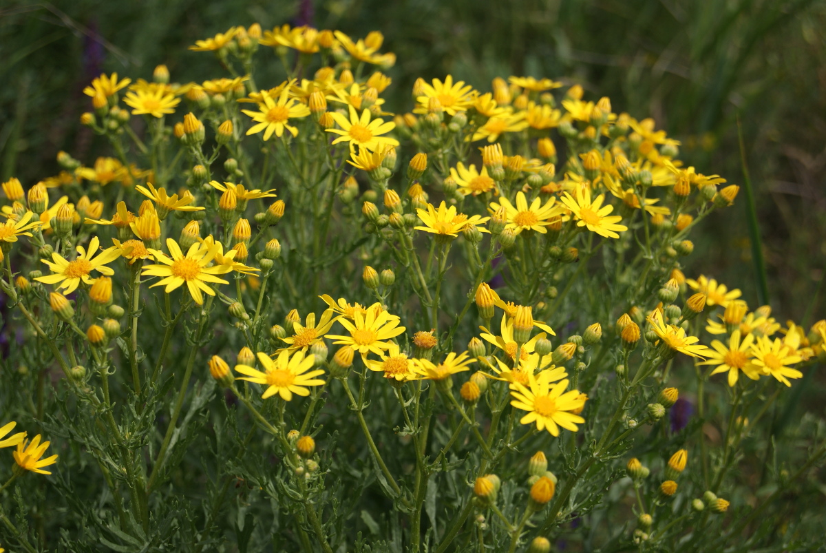 Изображение особи Senecio jacobaea.