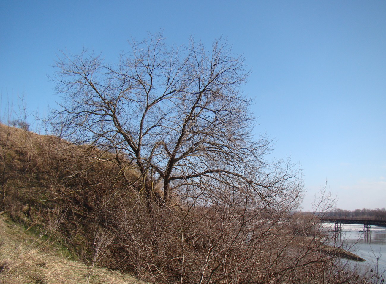 Image of Ulmus minor specimen.