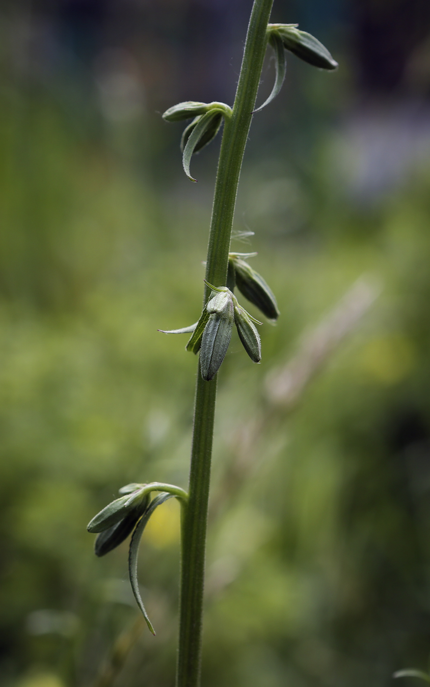 Изображение особи Campanula rapunculoides.