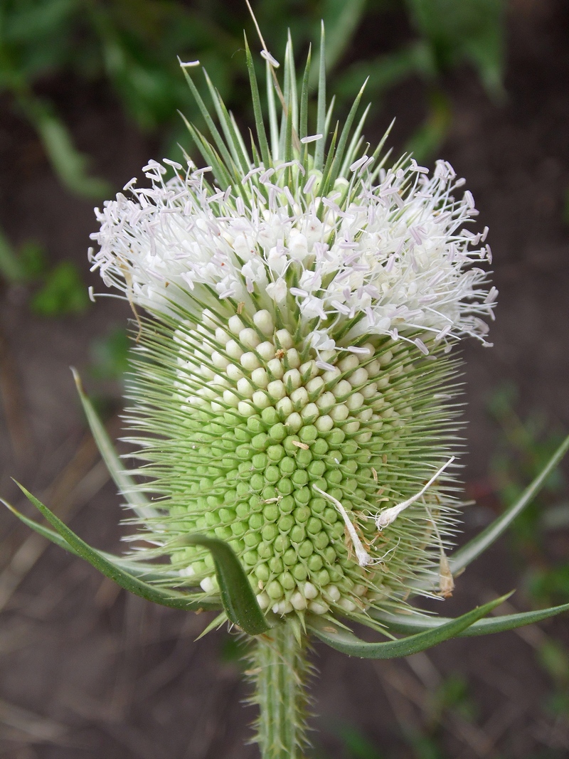 Изображение особи Dipsacus laciniatus.