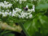 Heracleum sosnowskyi. Часть раскрывающегося соцветия с питающимся жуком-горбаткой Variimorda villosa. Марий Эл, г. Йошкар-Ола, поляна в лесистой части Центрального парка. 01.08.2017.