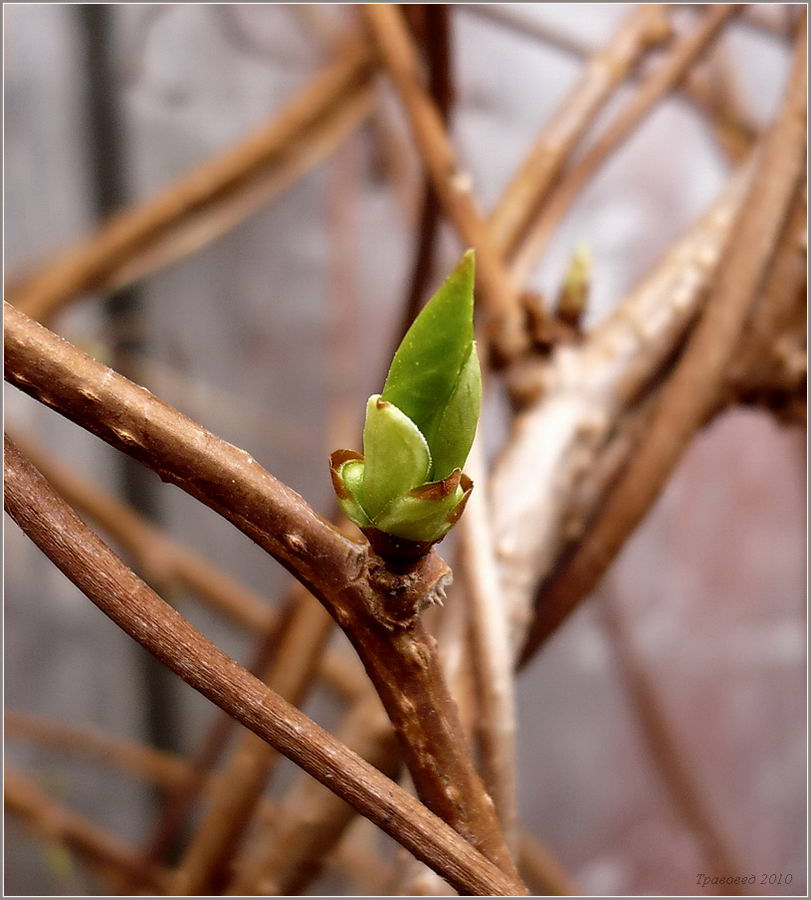 Image of Schisandra chinensis specimen.