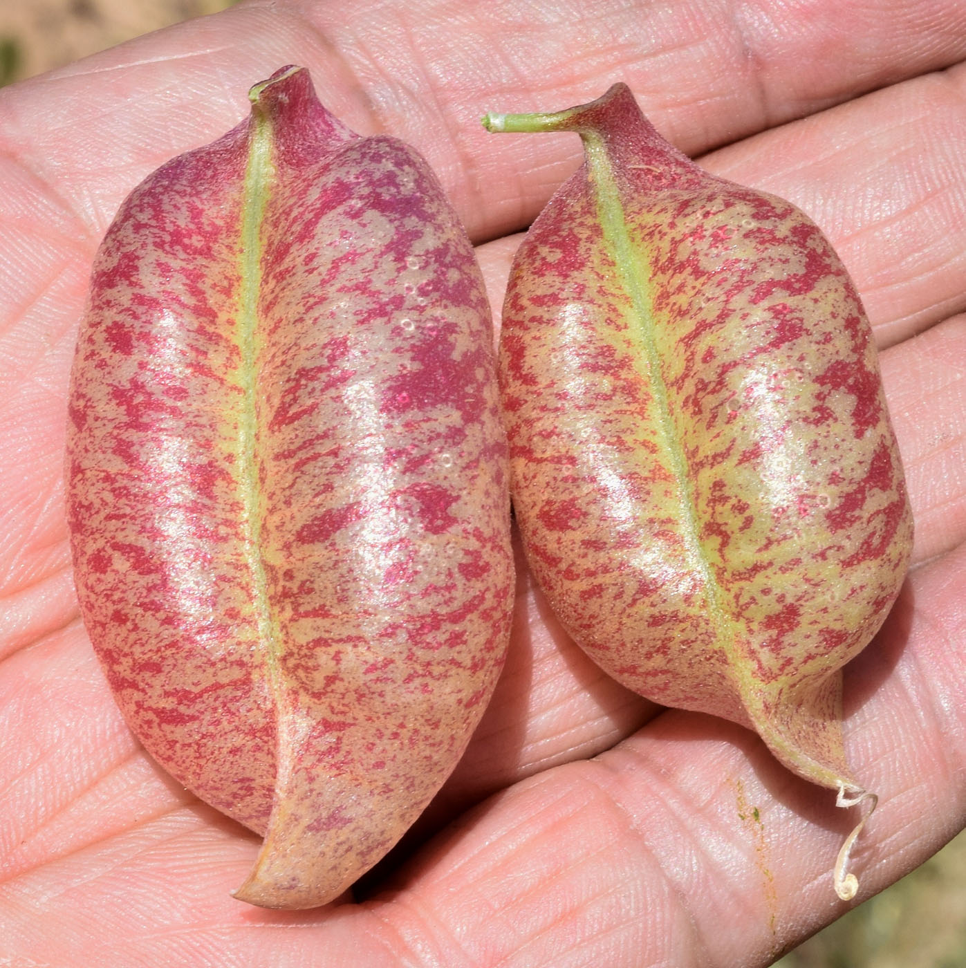 Image of Colutea paulsenii specimen.