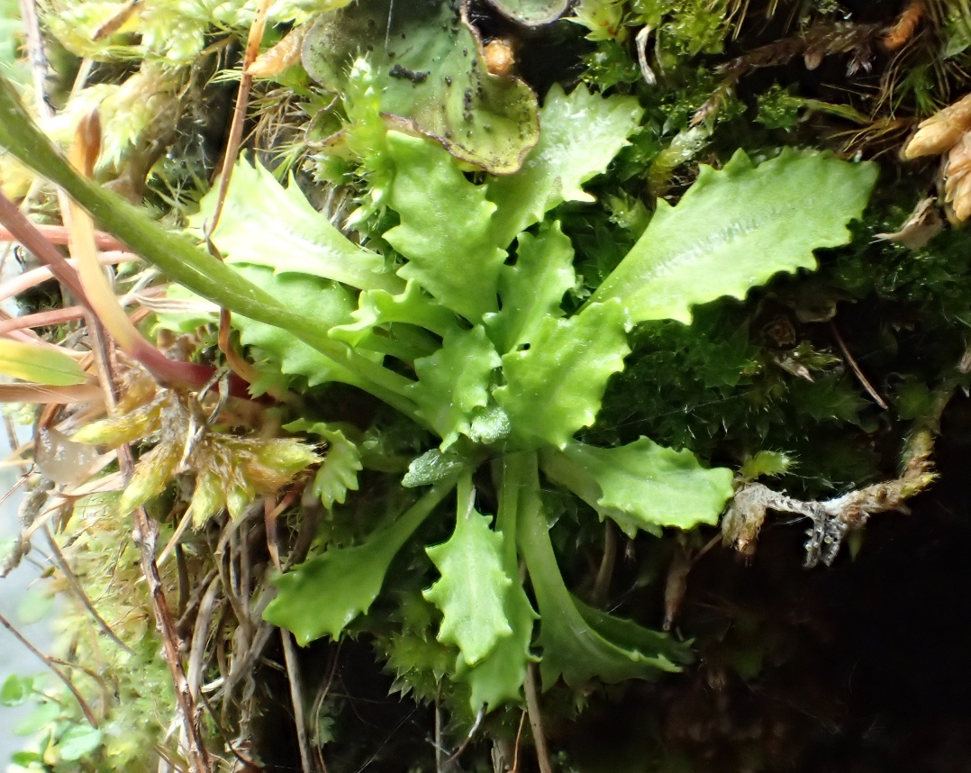 Image of Primula kawasimae specimen.