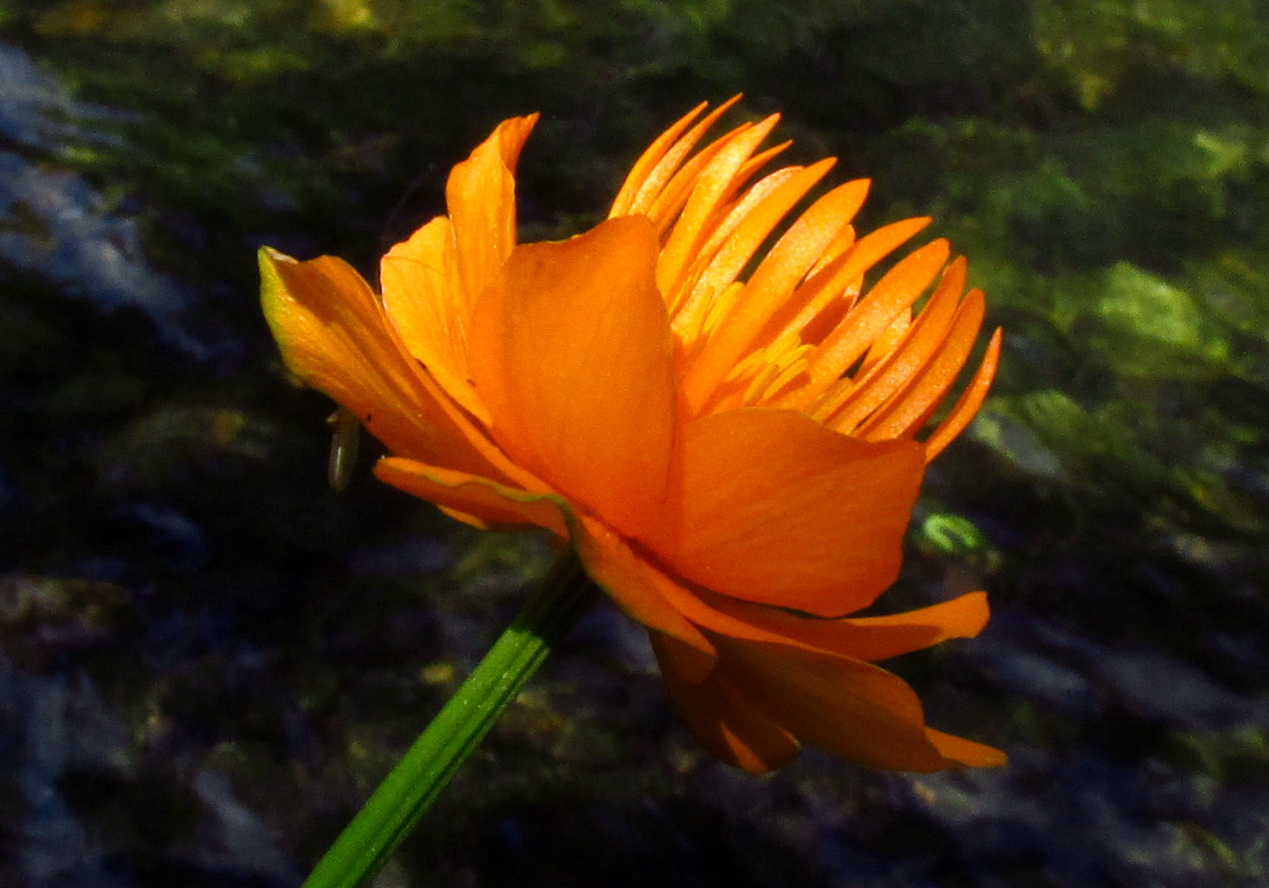 Image of Trollius vitalii specimen.