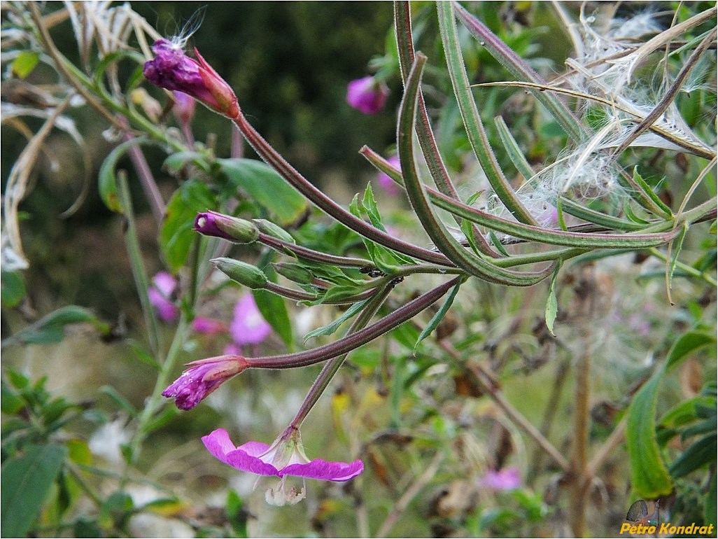 Image of Epilobium hirsutum specimen.