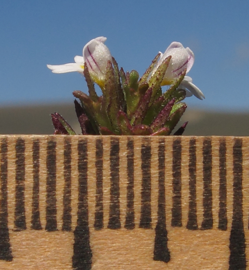 Изображение особи Euphrasia ossica.