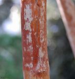 genus Deutzia