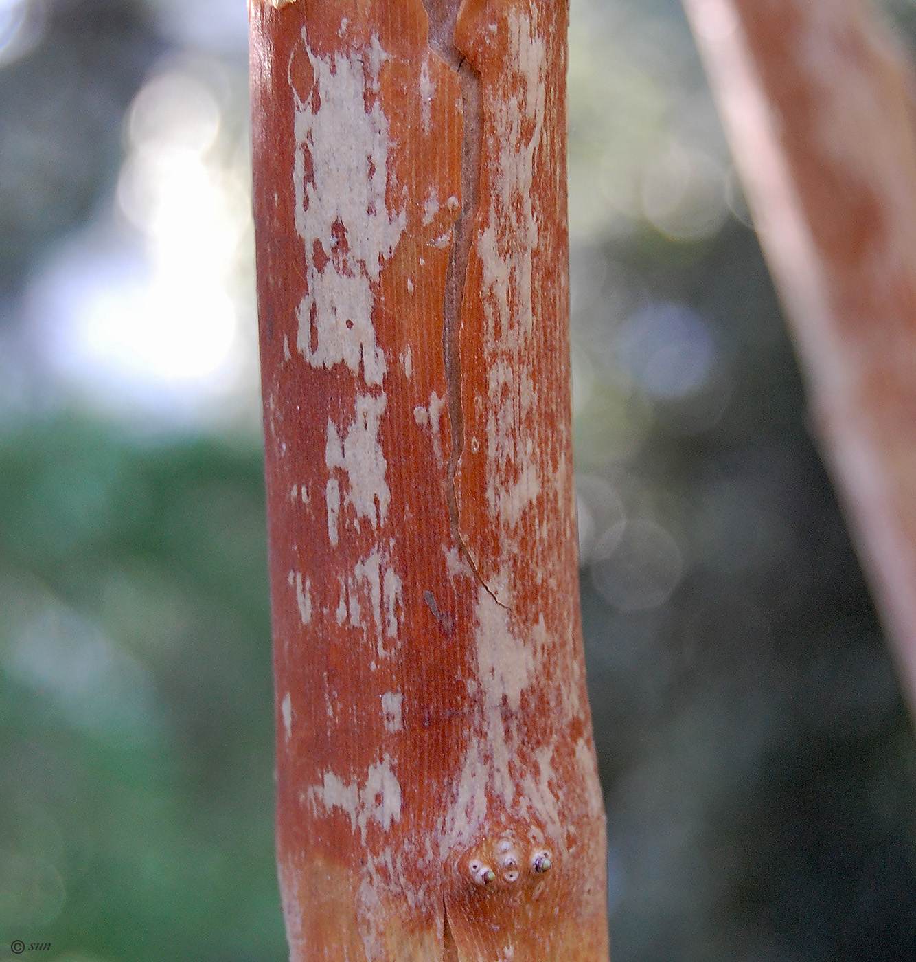 Image of genus Deutzia specimen.