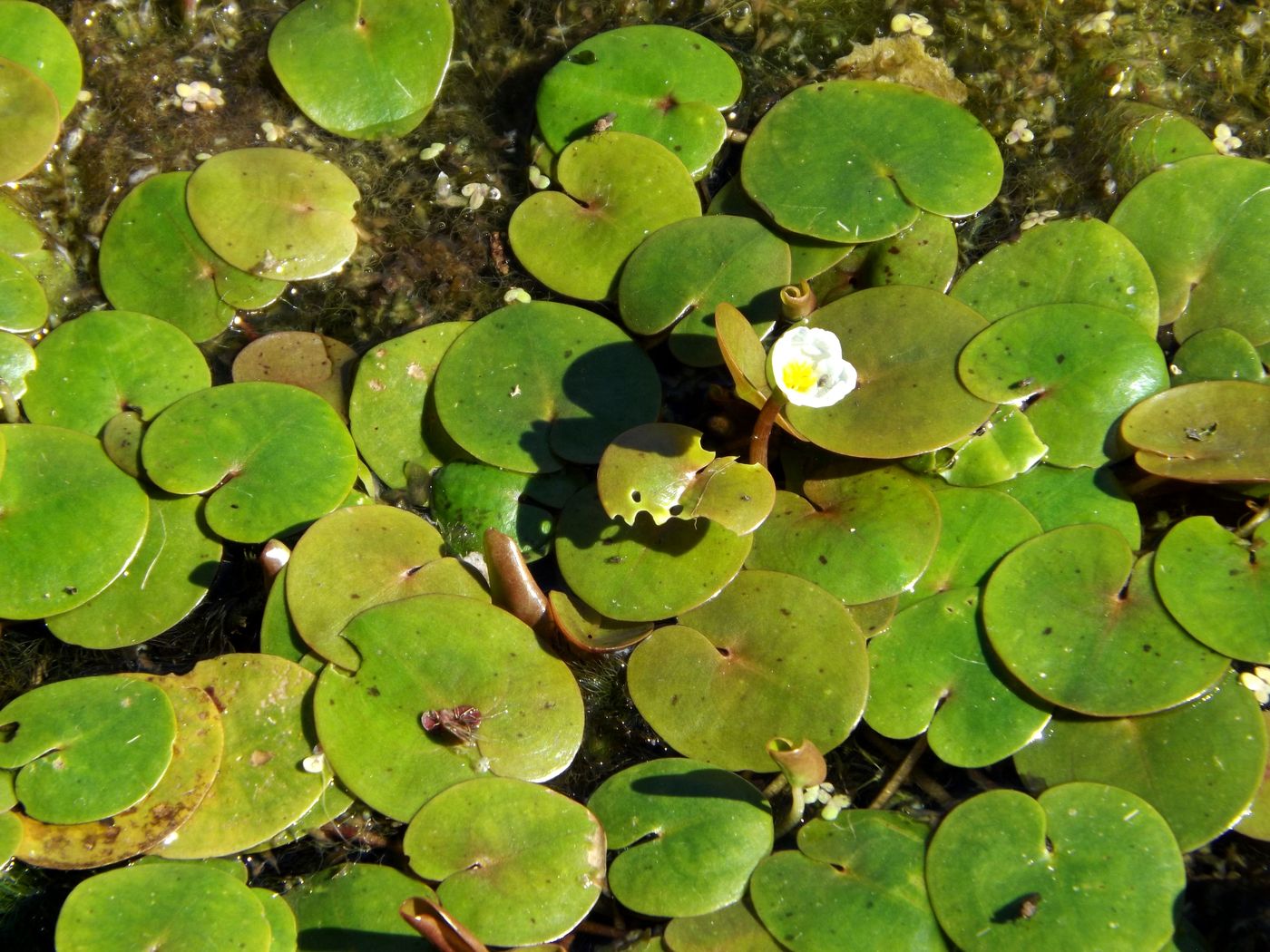 Image of Hydrocharis morsus-ranae specimen.