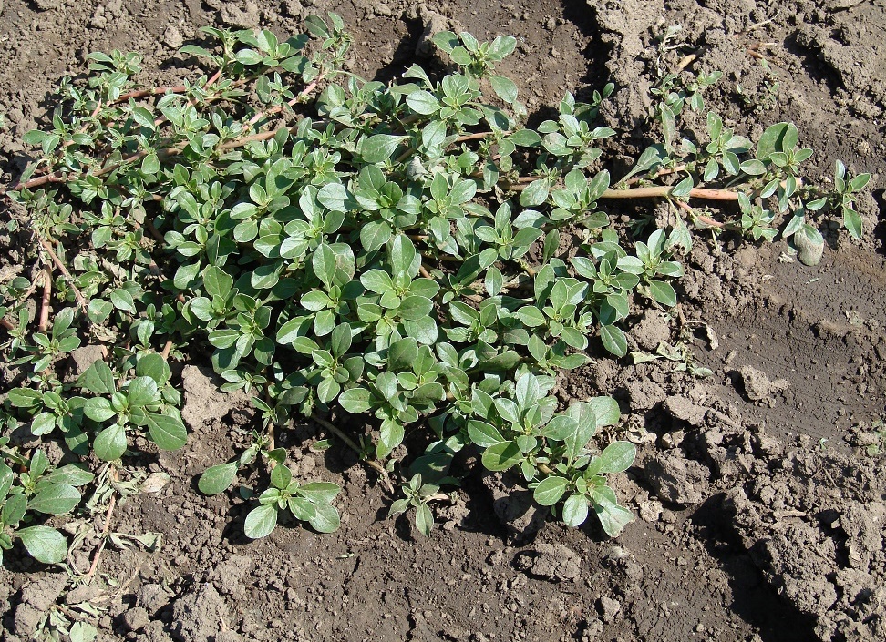 Image of Amaranthus blitoides specimen.