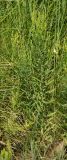 Linaria vulgaris. Плодоносящее растение с незрелыми плодами. Восточный Казахстан, г. Усть-Каменогорск, правый берег р. Иртыш, луг. 17.07.2017.