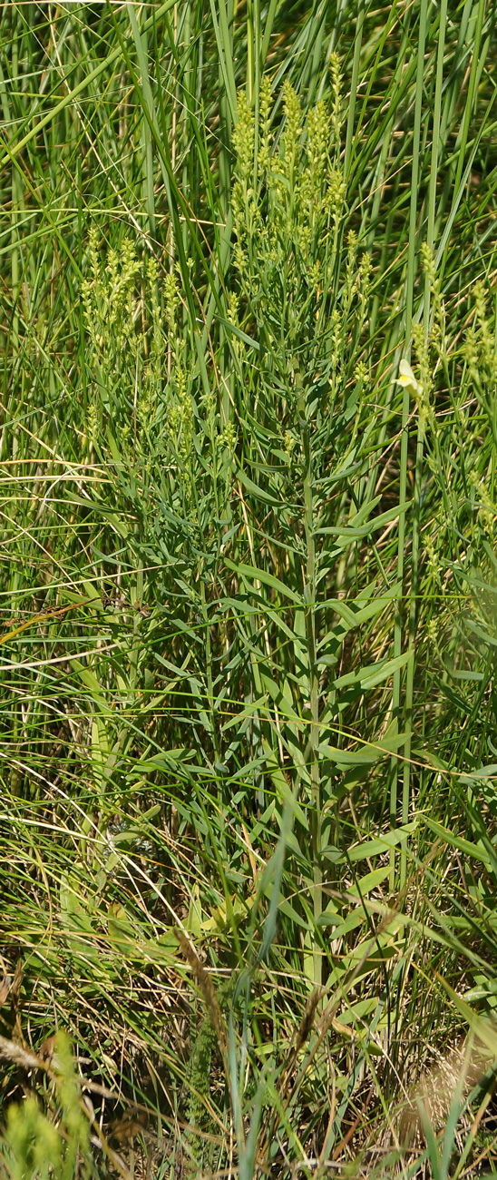 Изображение особи Linaria vulgaris.