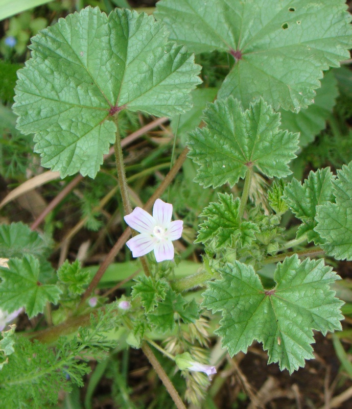 Image of Malva neglecta specimen.