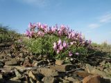 Astragalus pachyrrhizus