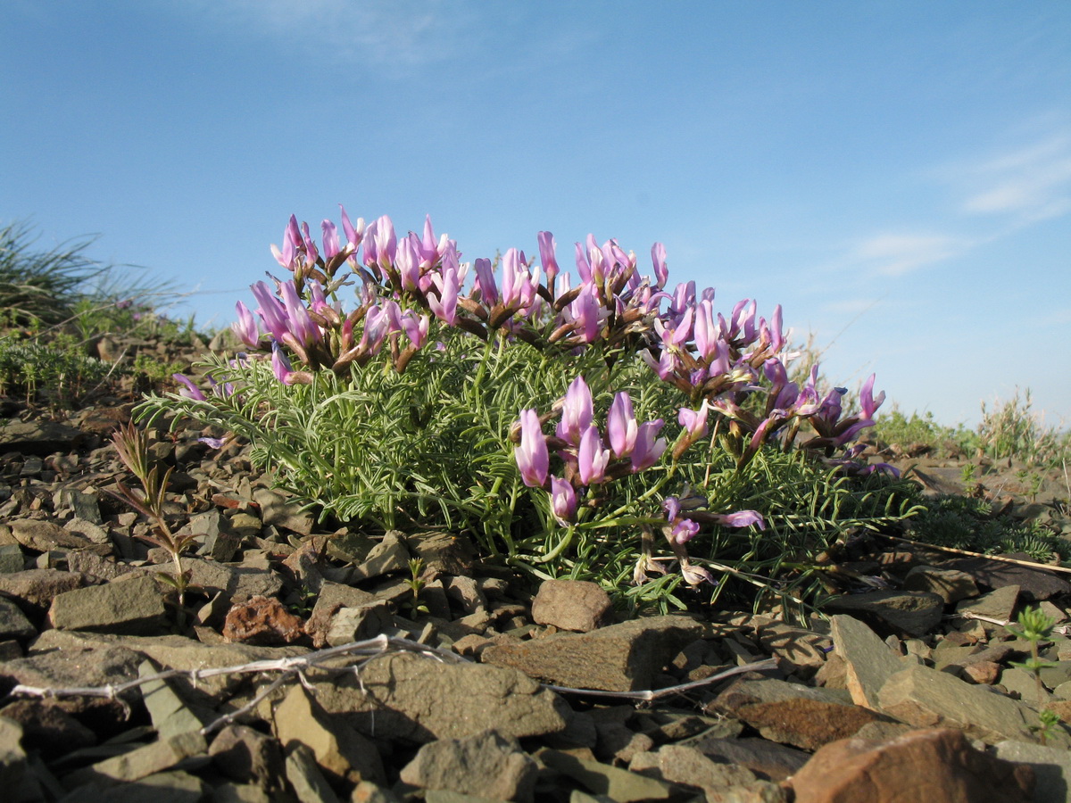 Image of Astragalus pachyrrhizus specimen.