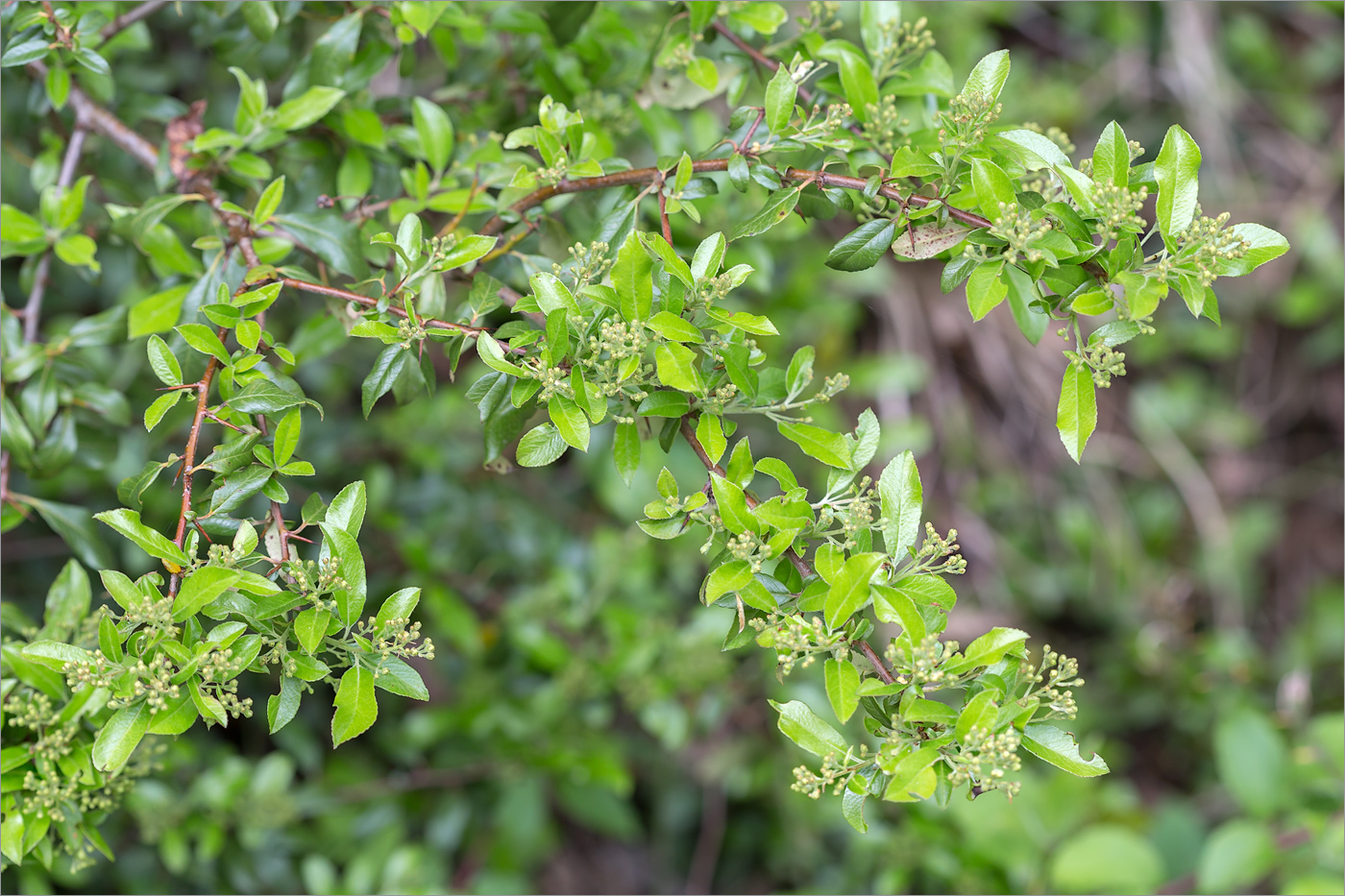 Image of Pyracantha coccinea specimen.