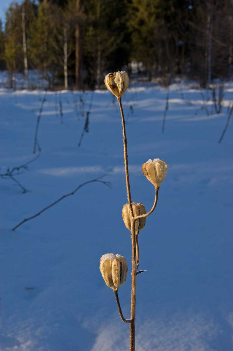 Изображение особи Lilium pilosiusculum.