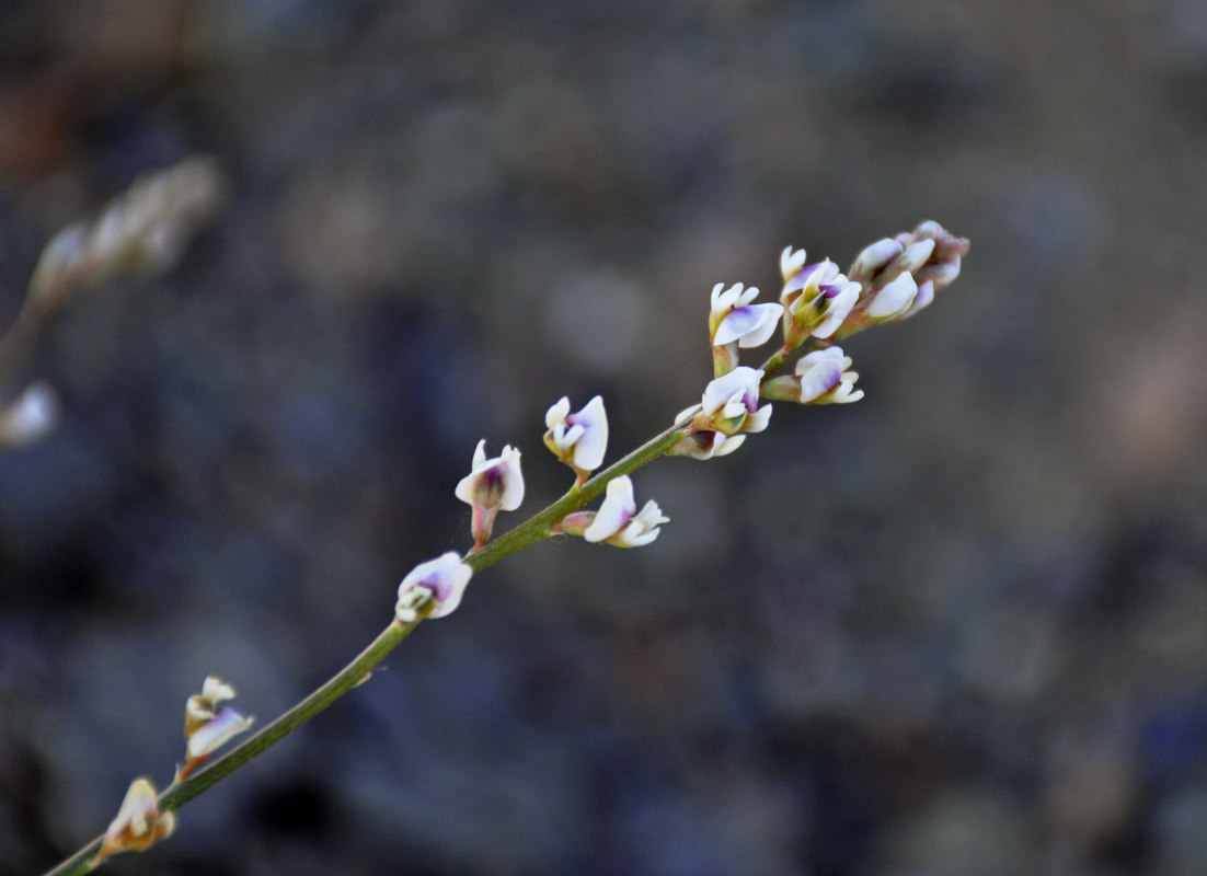 Image of Astragalus tenuis specimen.