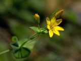 Blackstonia perfoliata subspecies intermedia. Верхушка цветущего побега. Греция, о-в Крит, ном Ханья (Νομός Χανίων), дим Сфакион (Δήμος Σφακίων), Самарийское ущелье (Φαράγγι Σαμαριάς), сырое скальное обнажение. 26 июня 2017 г.