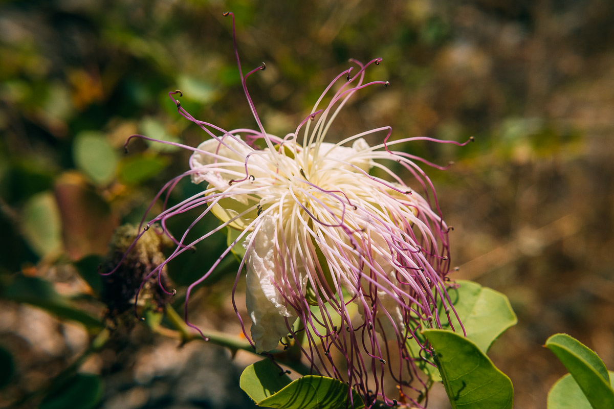 Изображение особи род Capparis.