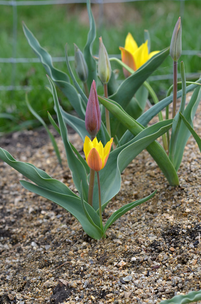 Изображение особи Tulipa ferganica.