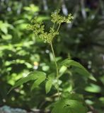 Filipendula ulmaria