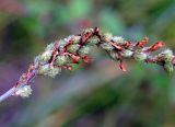 Onobrychis sibirica. Часть соплодия. Якутия, ГО г. Якутск, окр. с. Ст. Табага, луг в подножье сопки. 02.08.2016.