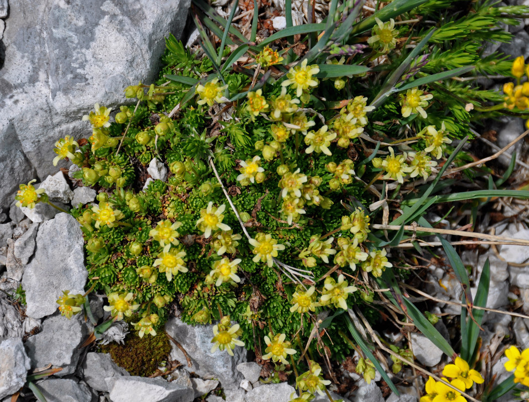 Image of Saxifraga adenophora specimen.