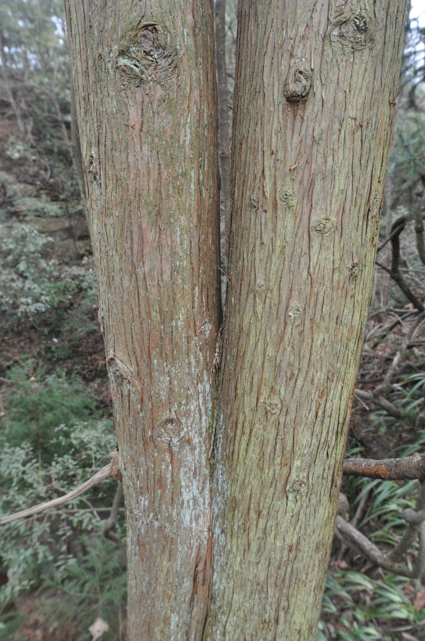 Image of Cunninghamia lanceolata specimen.