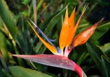 Strelitzia reginae