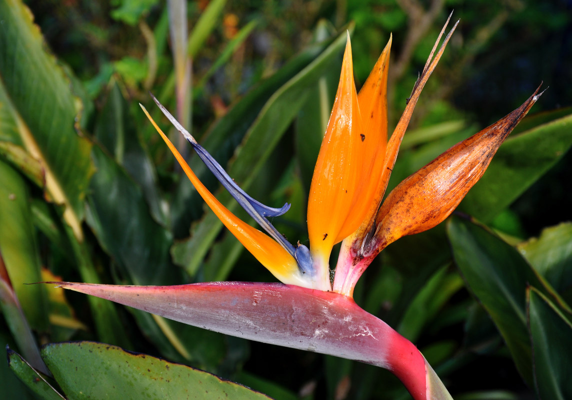 Изображение особи Strelitzia reginae.