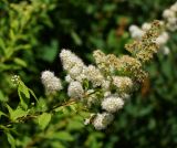 Spiraea alba. Верхушка отцветающего соцветия и кормящаяся оса. Восточный Казахстан, г. Усть-Каменогорск, Архитектурно-ландшафтный музей-заповедник, в культуре. 11.07.2017.