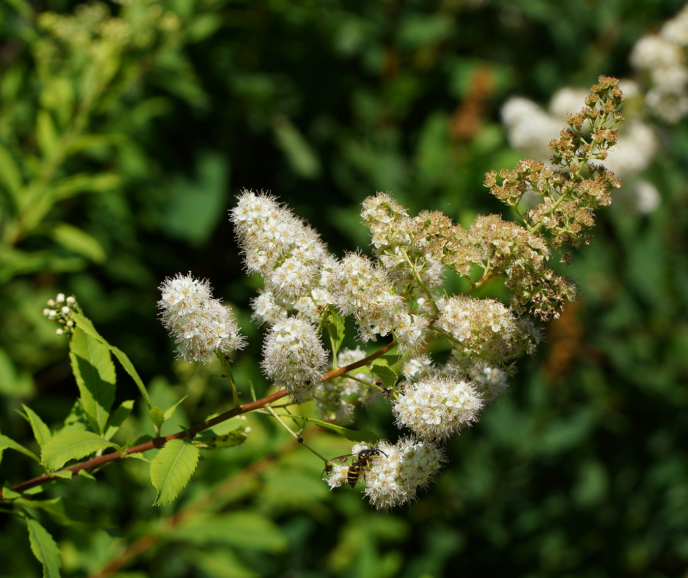 Изображение особи Spiraea alba.