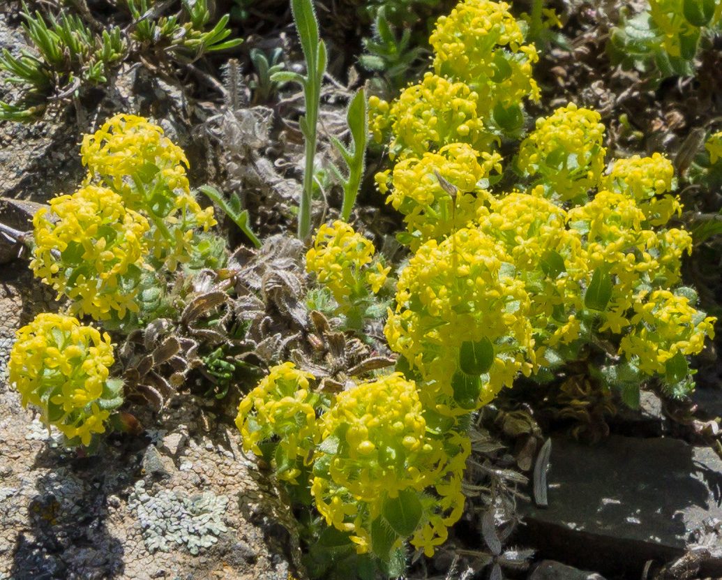 Image of Cruciata taurica specimen.