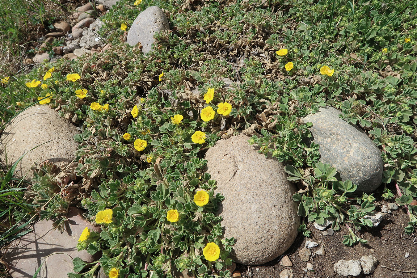 Image of Potentilla acaulis specimen.