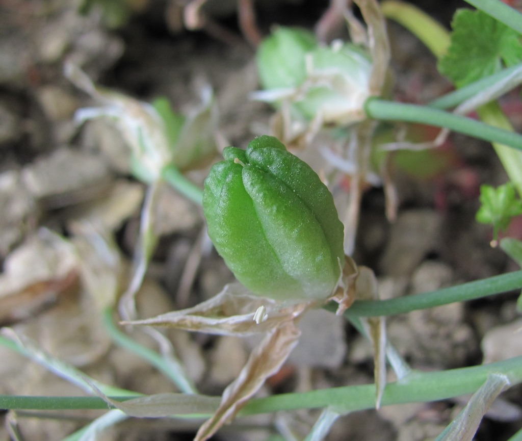 Изображение особи Ornithogalum navaschinii.