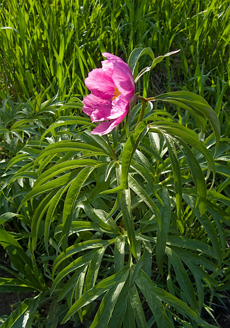 Image of Paeonia anomala specimen.