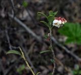 Vaccinium vitis-idaea. Верхушка веточки с соцветиями. Пермский край, Краснокамский р-н, сосново-пушицево-кустарничково-сфагновое болото. 17.06.2018.