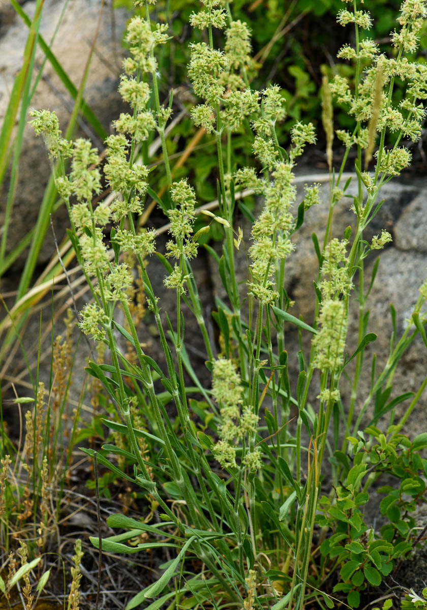 Image of Silene borysthenica specimen.
