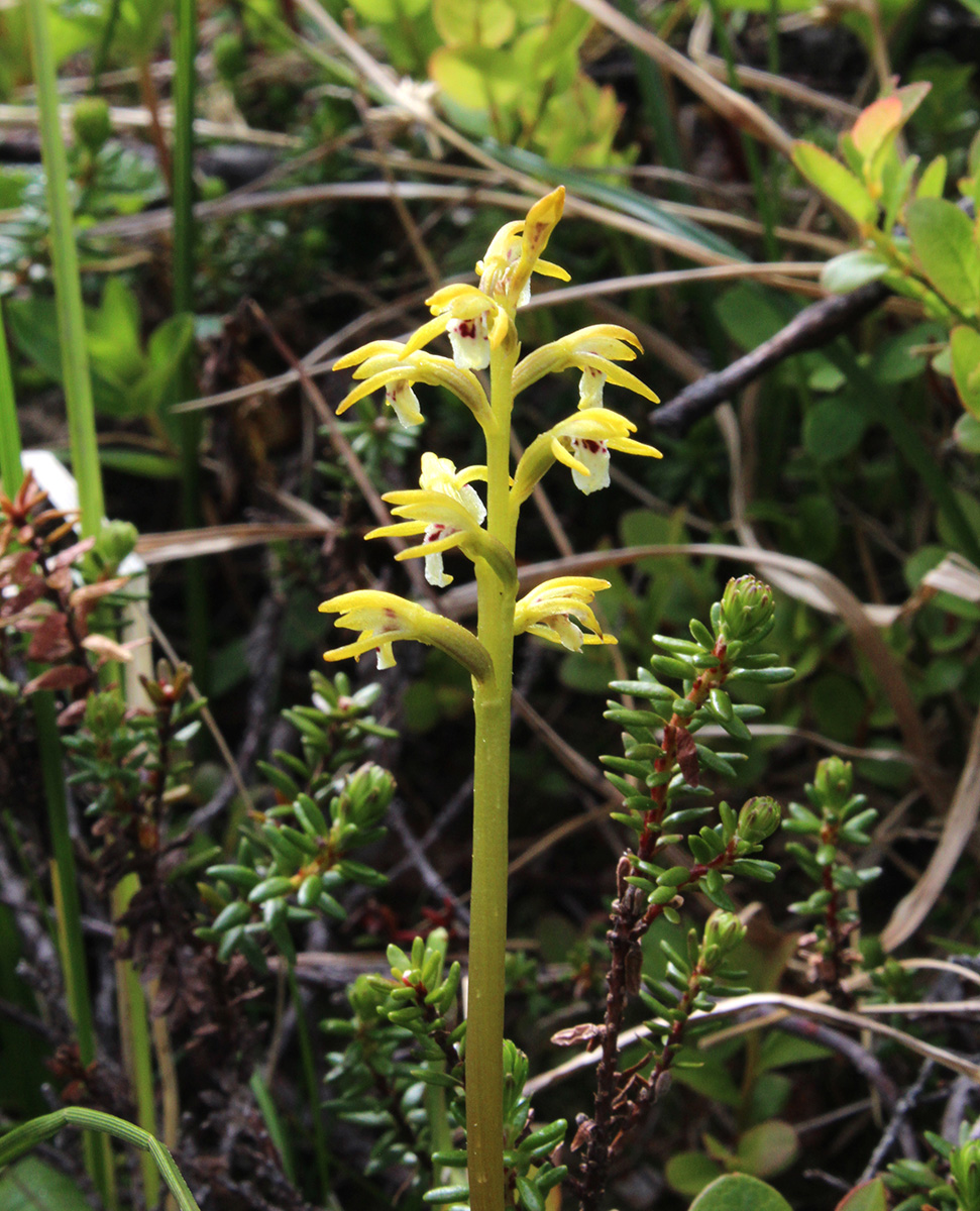 Изображение особи Corallorhiza trifida.