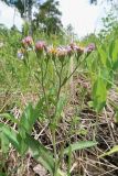 Aster tataricus